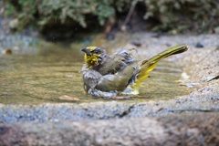 Pycnonotus finlaysoni