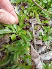 Valerianella locusta