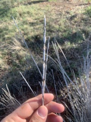 Tripsacum dactyloides