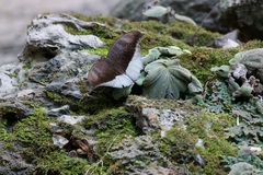 Tanaecia cocytus