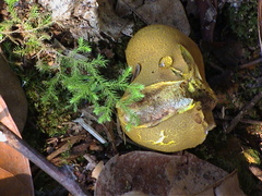 Scleroderma flavidum