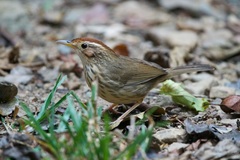 Pellorneum ruficeps