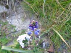 Bellevalia dubia boissieri