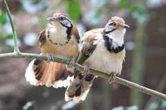 Pterorhinus pectoralis