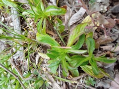 Valerianella locusta