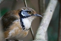 Pterorhinus pectoralis