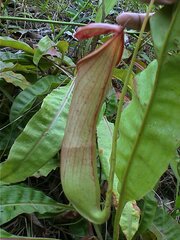 Nepenthes mirabilis
