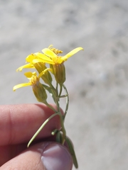 Barkleyanthus salicifolius