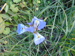 Iris unguicularis