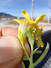 Barkleyanthus salicifolius