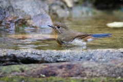 Cyornis sumatrensis