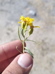 Barkleyanthus salicifolius