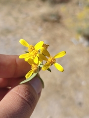 Barkleyanthus salicifolius
