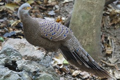 Polyplectron bicalcaratum