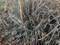 Tripsacum dactyloides