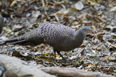 Polyplectron bicalcaratum