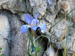 Iris unguicularis