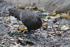Polyplectron bicalcaratum