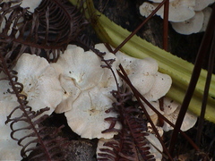 Favolus brasiliensis