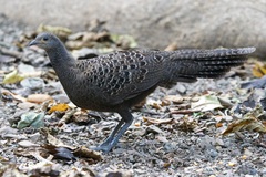Polyplectron bicalcaratum