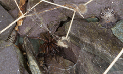 Coelotes atropos