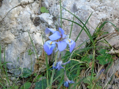 Iris unguicularis