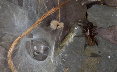 Coelotes atropos