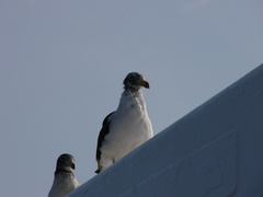 Larus belcheri
