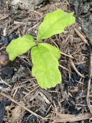 Quercus polymorpha