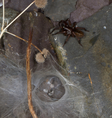Coelotes atropos