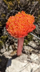 Haemanthus sanguineus