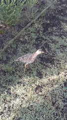 Burhinus capensis capensis