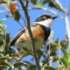 Batis capensis