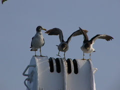 Larus belcheri