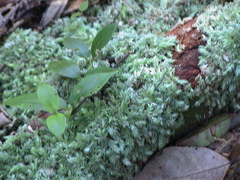 Leucobryum javense