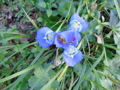 Iris unguicularis