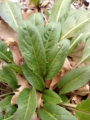 Hesperis matronalis