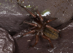 Coelotes atropos