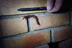 Cormocephalus nitidus