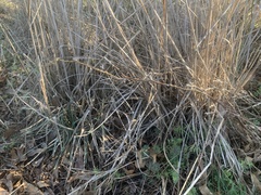 Tripsacum dactyloides