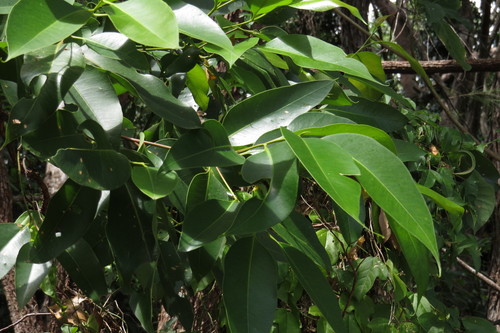 Image of Eucalyptus pellita by (c) coenobita, some rights reserved (CC BY)