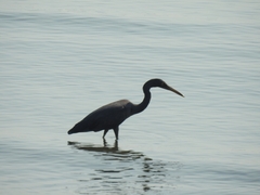 Egretta sacra