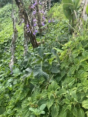 Brillantaisia owariensis