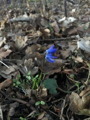 Scilla