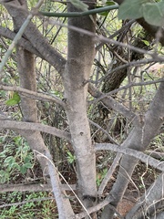 Afrocanthium gilfillanii