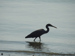 Egretta sacra