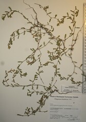 Polygonum buxiforme