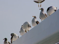 Larus belcheri