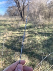 Tripsacum dactyloides