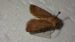 Agrotis cinerea